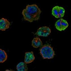 HORMAD2 Rabbit anti-Human, Polyclonal, Novus Biologicals 100 &mu;g | Buy Online | Novus Biologicals | Fisher Scientific