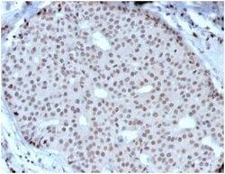 HOXB2 Mouse anti-Human, Clone: PCRP-HOXB2-1F2, Novus Biologicals 100 &mu;g;