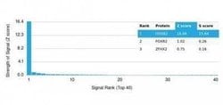 HOXB2 Mouse anti-Human, Clone: PCRP-HOXB2-1F2, Novus Biologicals 100 &mu;g;