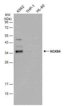 HOXB4 Antibody, Novus Biologicals 100 &mu;g | Buy Online | Novus Biologicals | Fisher Scientific