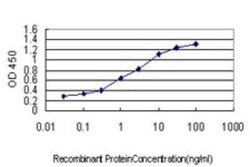 HOXC10 Antibody (3F2), Novus Biologicals 0.1 mg | Buy Online | Novus Biologicals | Fisher Scientific
