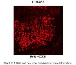 HOXC11 Antibody, Novus Biologicals 100 &mu;L; Unconjugated:Antibodies,