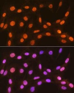 HP1 alpha Rabbit anti-Human, Mouse, Rat, Clone: 8C3M6, Novus Biologicals:Antibodies:Primary