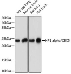 HP1 alpha Rabbit anti-Human, Mouse, Rat, Clone: 8C3M6, Novus Biologicals:Antibodies:Primary