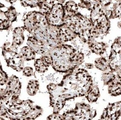 HP1 alpha Antibody, Novus Biologicals 0.1 mL | Buy Online | Novus Biologicals | Fisher Scientific