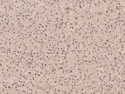 HPD Antibody, Novus Biologicals:Antibodies:Primary Antibodies