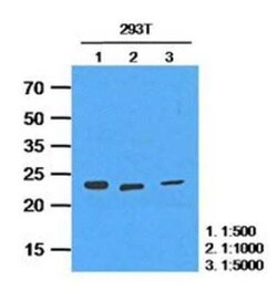 Mouse anti-HPRT, Clone: 2G8, Novus Biologicals 100&mu;L; Unlabeled:Antibodies,