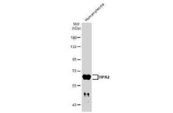 HPSE2 Antibody, Novus Biologicals 100 &mu;g | Buy Online | Novus Biologicals | Fisher Scientific