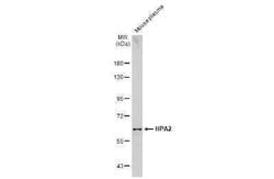 HPSE2 Antibody, Novus Biologicals 100 &mu;g | Buy Online | Novus Biologicals | Fisher Scientific