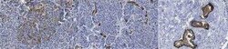 HPa3 Antibody (HIC3-2D12), Novus Biologicals:Antibodies:Primary Antibodies