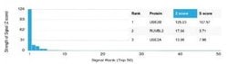 HR6B/UBE2B Mouse anti-Human, Clone: PCRP-UBE2B-1C7, Novus Biologicals 20
