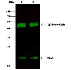 HRAS Antibody, Novus Biologicals:Antibodies:Primary Antibodies
