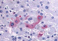 HRD1 Antibody - BSA Free, Novus Biologicals 50 &mu;g | Buy Online | Novus Biologicals | Fisher Scientific