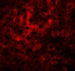 HRP-2 Antibody - BSA Free, Novus Biologicals 0.1 mg; Unconjugated:Antibodies,