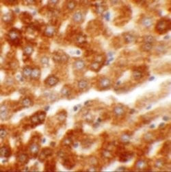 HRP-2 Antibody - BSA Free, Novus Biologicals 0.1 mg; Unconjugated:Antibodies,