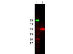 HRP Antibody, Novus Biologicals 0.1 mg | Buy Online | Novus Biologicals | Fisher Scientific