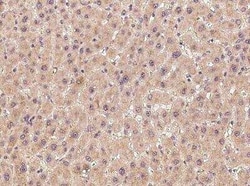 HS3ST3A1 Antibody, Novus Biologicals 50 &mu;g; Unconjugated:Antibodies,
