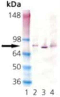 HSPA8/HSC71/Hsc70 Antibody (1D9), Novus Biologicals:Antibodies:Primary