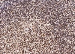 HSF1 Rabbit anti-Human, Clone: 9, Novus Biologicals 100 &mu;g; Unconjugated:Antibodies,