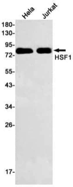 HSF1 Rabbit anti-Human, Clone: S07-0G0, Novus Biologicals 25 &mu;g; Unconjugated:Antibodies,