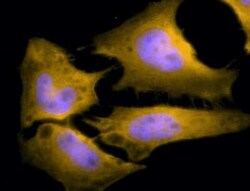 HSF1 Antibody (10H4), Novus Biologicals 0.025 mg; Unconjugated:Antibodies,