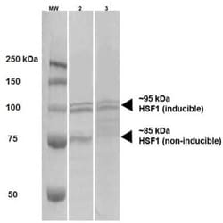 HSF1 Antibody (10H4), Novus Biologicals 0.025 mg; Unconjugated:Antibodies,