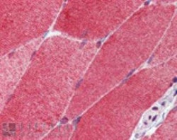 HSF1 Antibody (10H8), Novus Biologicals 0.05 mg; Unconjugated:Antibodies,