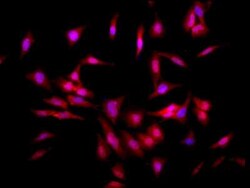 HSF1 Antibody (4B4), Novus Biologicals:Antibodies:Primary Antibodies