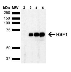 HSF1 Antibody (4B4), Novus Biologicals:Antibodies:Primary Antibodies