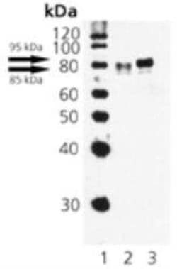HSF1, p Ser326 Antibody, Novus Biologicals:Antibodies:Primary Antibodies