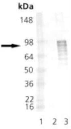 HSF1, p Ser326 Antibody, Novus Biologicals:Antibodies:Primary Antibodies