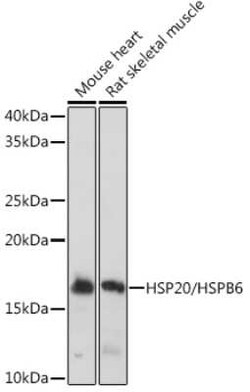 HSP20/HSPB6 Rabbit anti-Human, Mouse, Rat, Clone: 3J5N1, Novus Biologicals