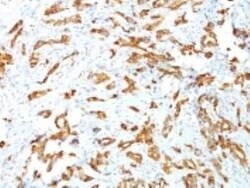 HSP27 Antibody (G3.1) - Azide and BSA Free, Novus Biologicals 0.1 mg | Buy Online | Novus Biologicals | Fisher Scientific