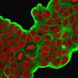 HSP27 Antibody (HSPB1/774), Novus Biologicals:Antibodies:Primary Antibodies