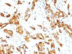 HSP27 Antibody (HSPB1/774), Novus Biologicals:Antibodies:Primary Antibodies