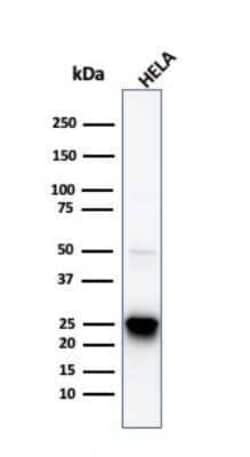 HSP27 Antibody (HSPB1/774), Novus Biologicals:Antibodies:Primary Antibodies