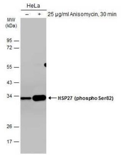 HSP27, p Ser82 Antibody (GT357), Novus Biologicals 100 &mu;g | Buy Online | Novus Biologicals | Fisher Scientific