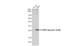 HSP27, p Ser82 Antibody (GT357), Novus Biologicals 100 &mu;g | Buy Online | Novus Biologicals | Fisher Scientific