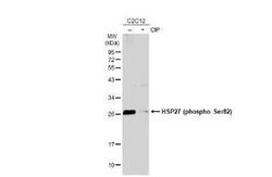 HSP27, p Ser82 Antibody (GT357), Novus Biologicals 100 &mu;g | Buy Online | Novus Biologicals | Fisher Scientific