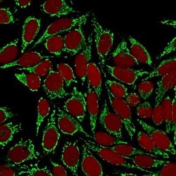 HSP60 Antibody (HSPD1/780), Novus Biologicals:Antibodies:Primary Antibodies