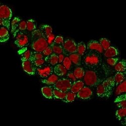 HSP60 Antibody (HSPD1/780), Novus Biologicals:Antibodies:Primary Antibodies