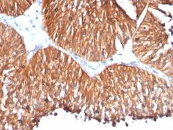 HSP60 Antibody (HSPD1/780), Novus Biologicals:Antibodies:Primary Antibodies