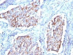 HSP60 Antibody (HSPD1/780), Novus Biologicals:Antibodies:Primary Antibodies