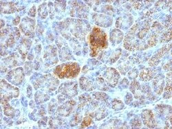HSP60 Antibody (HSPD1/780), Novus Biologicals:Antibodies:Primary Antibodies