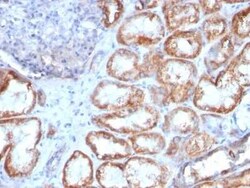 HSP60 Antibody (HSPD1/780), Novus Biologicals:Antibodies:Primary Antibodies