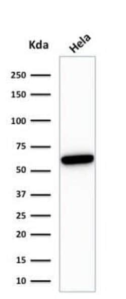 HSP60 Antibody (HSPD1/780), Novus Biologicals:Antibodies:Primary Antibodies