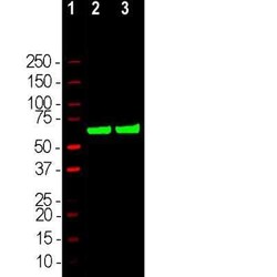 HSP60 Antibody, Novus Biologicals 50 &mu;g; Unconjugated:Antibodies, Polyclonal