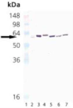 HSP65 (mycobacterial) Antibody (3F7), Novus Biologicals 0.05mL; Unlabeled:Antibodies,