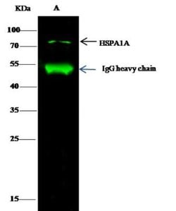 HSP70/HSPA1A Rabbit anti-Human, Clone: 1, Novus Biologicals 100 &mu;g;