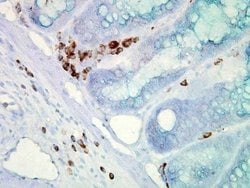 HSP70/HSPA1A Antibody (C92F3A-5), Novus Biologicals 0.2mg; Unlabeled:Antibodies,